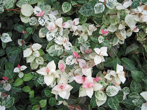 初雪葛風水|ハツユキカズラとは｜育て方がわかる植物図鑑｜みん 